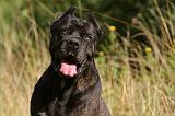 CANE CORSO 895